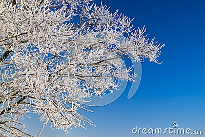 Tree branches covered with snow on background blue sky Stock Photo