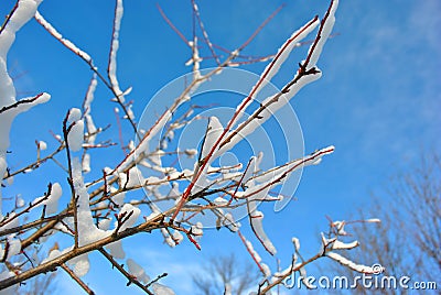 Tree branches covered with white fluffy snow close up detail, winter in forest, bright blue sky Stock Photo