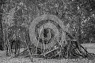 Tree Branches Cubby In The Forest Stock Photo