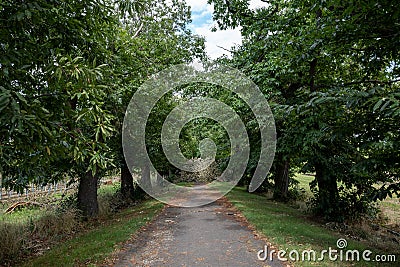 Tree branches and foliage obstruct on the small road. Stock Photo