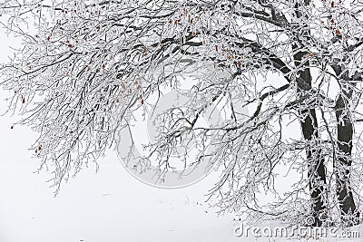 Tree branches in a glass of icy frost bowed to the ground. Beautiful natural look of winter. Stock Photo