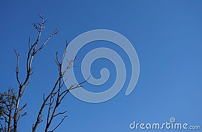 Tree Branches Isolated over Blue Sky Stock Photo