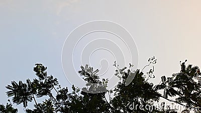 The tree branches and leaves stretch across the bottom of the frame, creating a natural border that contrasts with gradient sky. Stock Photo