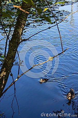 Tree branches overhanging pond with waterlillies and a mother and baby duck Stock Photo