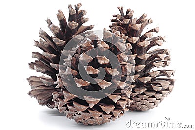 Tree branches with pinecones in autumn Stock Photo