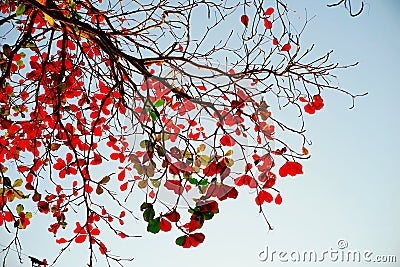Tree branches red leafs Stock Photo
