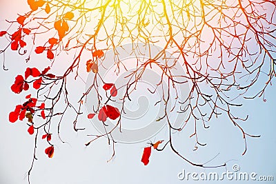 Tree branches red leafs Stock Photo