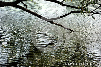 Tree branches relate to water Stock Photo