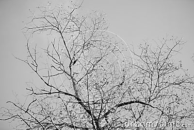 Tree branches silhouette against clear sky. Black and white background. Abstract symbol concept. With place for your Stock Photo