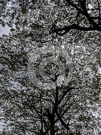 tree and branches silhouette with blue sky background Stock Photo