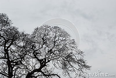 Tree branches silhouette Stock Photo