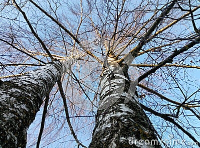 Tree branches Stock Photo