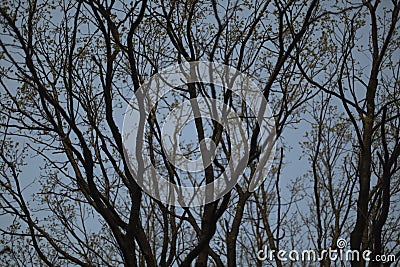 Tree branches. Texture from branches. Natural background Stock Photo