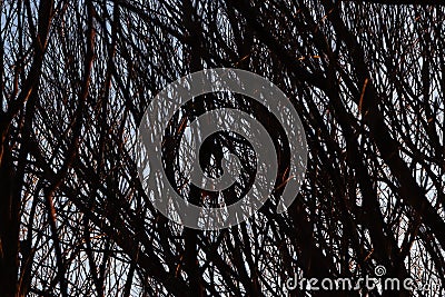 Tree Branches Texture Stock Photo