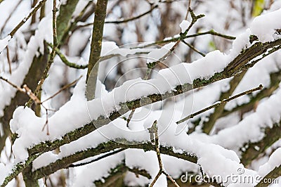 Tree branches under the snow, closeup. First snow. Soft focus, shallow depth of field Stock Photo