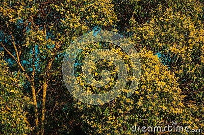 Tree branches with yellow flowers on a farm Stock Photo