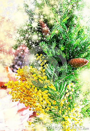 Tree branches and yellow mimos Stock Photo