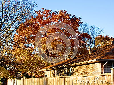 Tree with bright orange Fall colours in neighbourhood Stock Photo