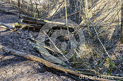 A tree broken by the wind nearby wild walkway in Karoliniskes Landscape Reserve Stock Photo