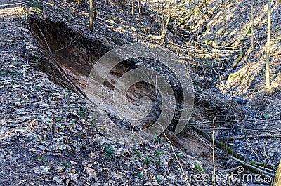 A tree broken by the wind nearby wild walkway in Karoliniskes Landscape Reserve Stock Photo