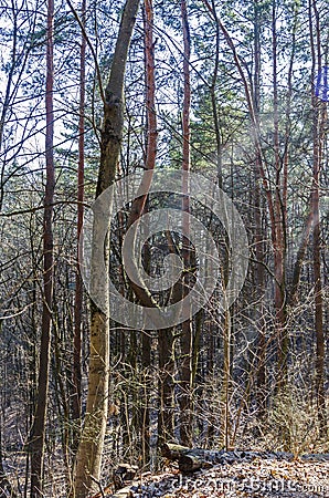 A tree broken by the wind nearby wild walkway in Karoliniskes Landscape Reserve Stock Photo