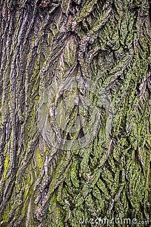 Tree brown bark texture with green moss Stock Photo