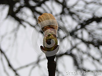 Tree buds in spring. Young large buds on branches against blurred background under the bright sun. Stock Photo