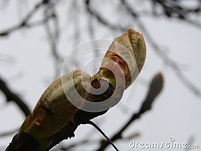 Tree buds in spring. Young large buds on branches against blurred background under the bright sun. Stock Photo