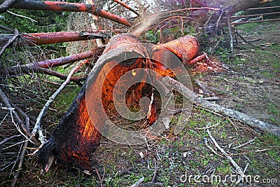 The tree burned with thunder Stock Photo