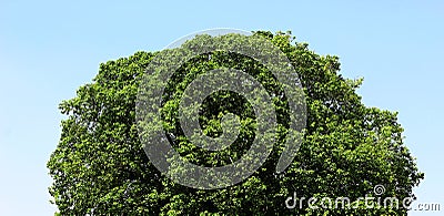 Tree Bush big size into round shape form texture and background Stock Photo
