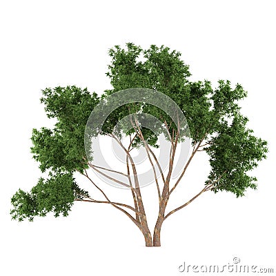 Tree bush isolated. Eucalyptus Stock Photo