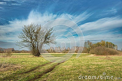 Tree bush in the meadow and fabulous clouds on the sky Stock Photo