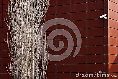 Tree and camera Stock Photo