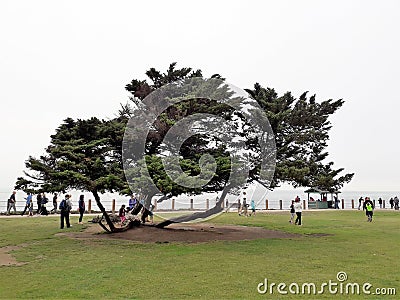 Tree canopy at La Jolla beach Editorial Stock Photo