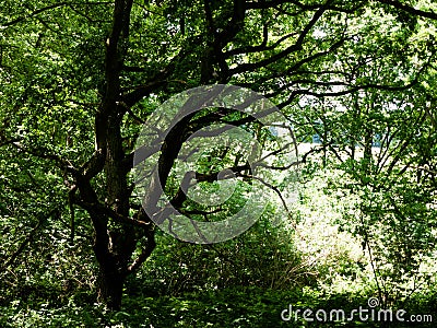 Tree canopy leaves bark texture above in forest with light Stock Photo