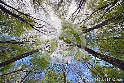 Tree canopy Stock Photo