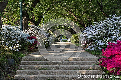 Tree Canopy Over Spring Blooming Azaleas in DC Stock Photo