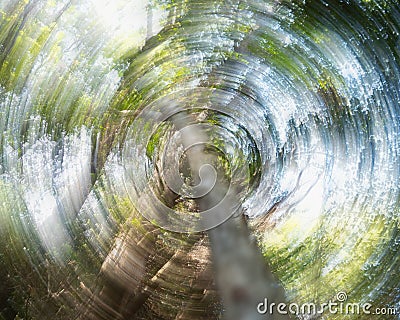 Tree Canopy Photographed from Below Using Intentional Camera Movement Technique Stock Photo