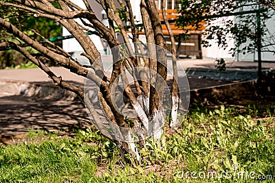 Tree care, tree bark whitewash in the season, Young garden bloomed spring. Whitewashing trees Stock Photo