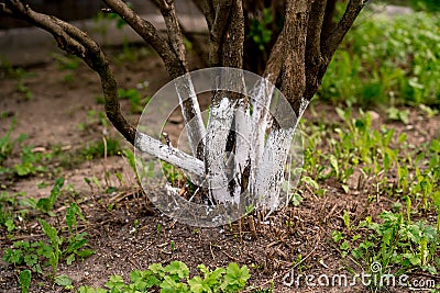 Tree care, tree bark whitewash in the season, Young garden bloomed spring. Whitewashing trees Stock Photo