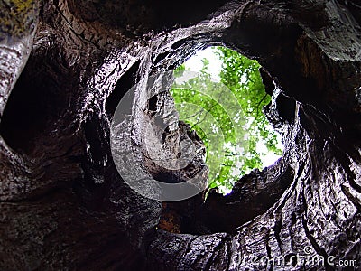 Tree cave Stock Photo