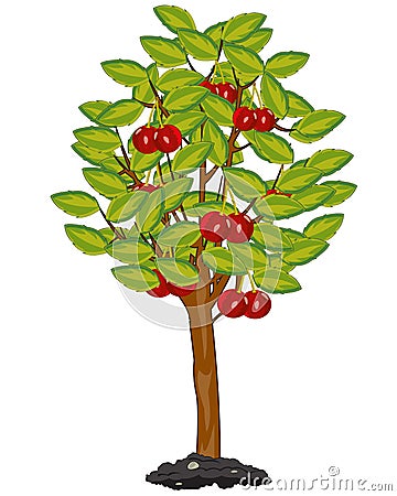 Tree cherry on white background is insulated Vector Illustration