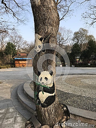 Panda Tree Editorial Stock Photo