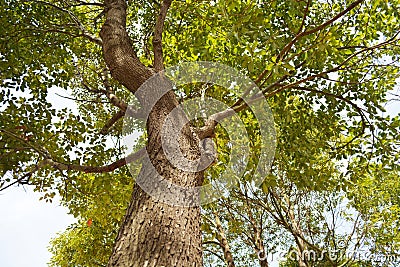 Tree Cinnamomum camphora Stock Photo