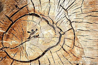 Tree circles Stock Photo