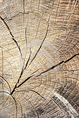 Tree circles Stock Photo