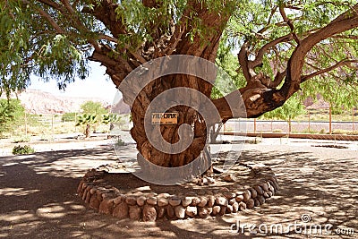 Tree in the City San Pedro de Atakama and surroundings - Chile, Latin America Stock Photo