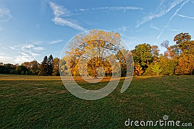 Tree in a clearing in the forest - Parc de Sceaux Stock Photo