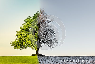 Tree with climate or season change Stock Photo