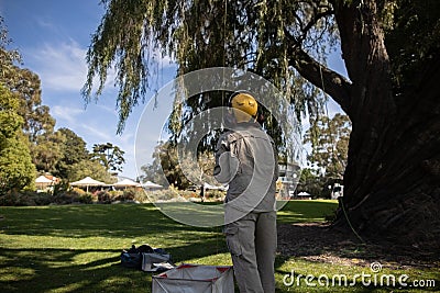 Tree climber standing holding light green rope wearing ear muffs noise hearing protection Stock Photo